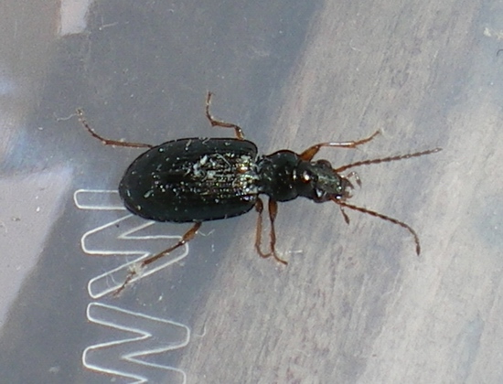Piccolo carabide - Ocydromus gudenzii